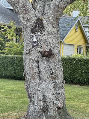 A tree with an intriguing face-like carving on its trunk, set in a residential neighborhood. The tree is covered in rough bark with patches of moss or lichen. In the background, there is a well-maintained lawn and a hedge, along with a distinctive yellow house with a grey roof.