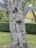 A tree with an intriguing face-like carving on its trunk, set in a residential neighborhood. The tree is covered in rough bark with patches of moss or lichen. In the background, there is a well-maintained lawn and a hedge, along with a distinctive yellow house with a grey roof.