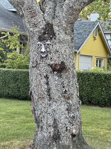 A tree with an intriguing face-like carving on its trunk, set in a residential neighborhood. The tree is covered in rough bark with patches of moss or lichen. In the background, there is a well-maintained lawn and a hedge, along with a distinctive yellow house with a grey roof.