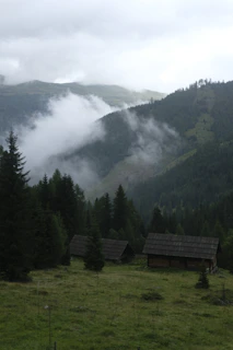 A serene morning view of the cabins with mist rising over the surrounding forest.