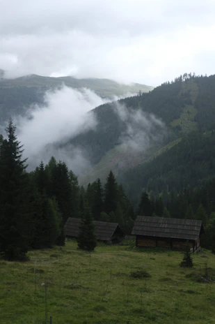 A serene morning view of the cabins with mist rising over the surrounding forest.