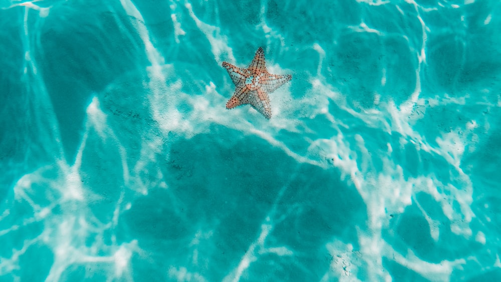a starfish in the water