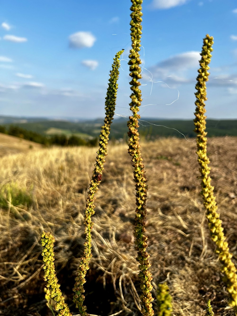 a field of wheat