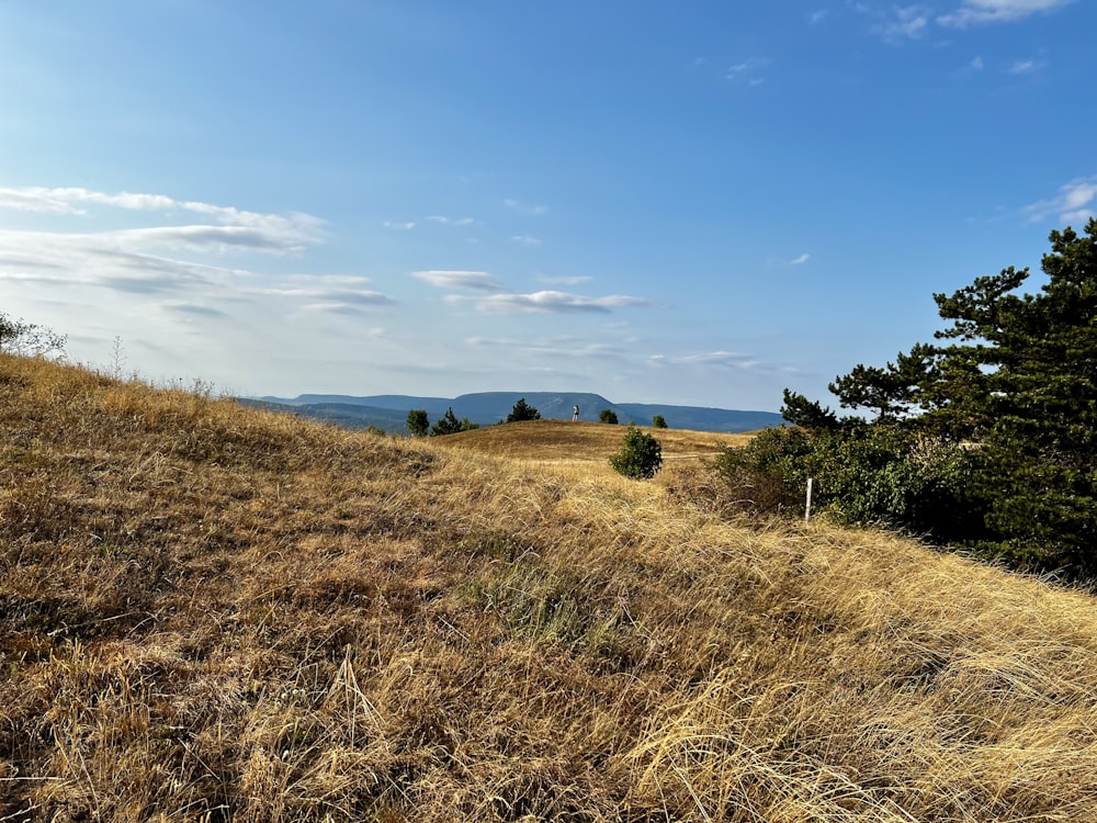 a grassy area with trees and a body of water in the background