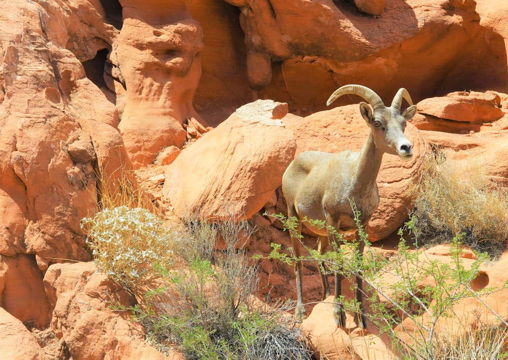 a goat standing in a rocky area