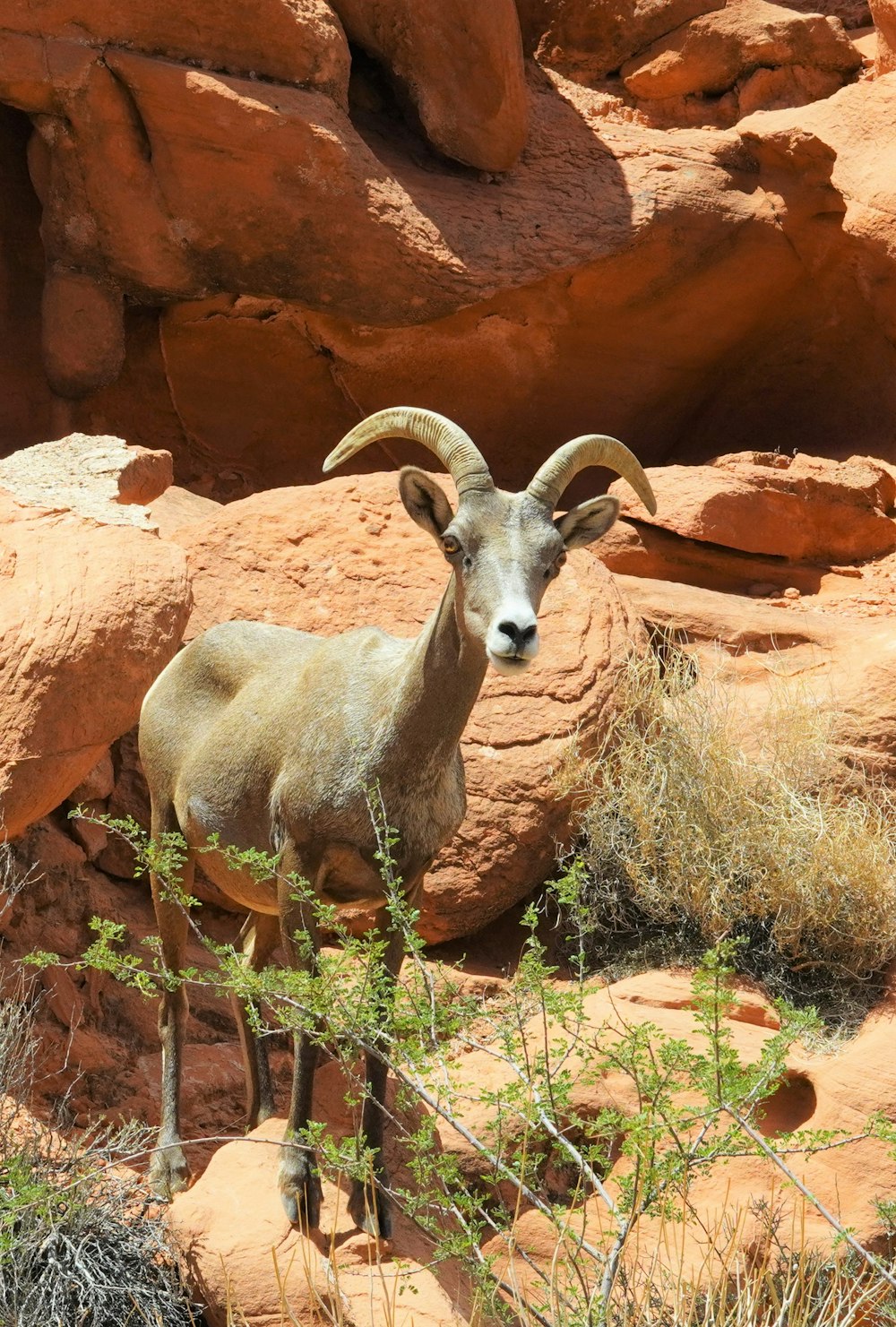 a ram with horns standing in front of a rock wall