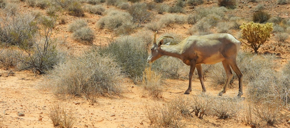 a horned animal in a desert