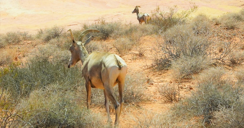 a couple of animals in a desert