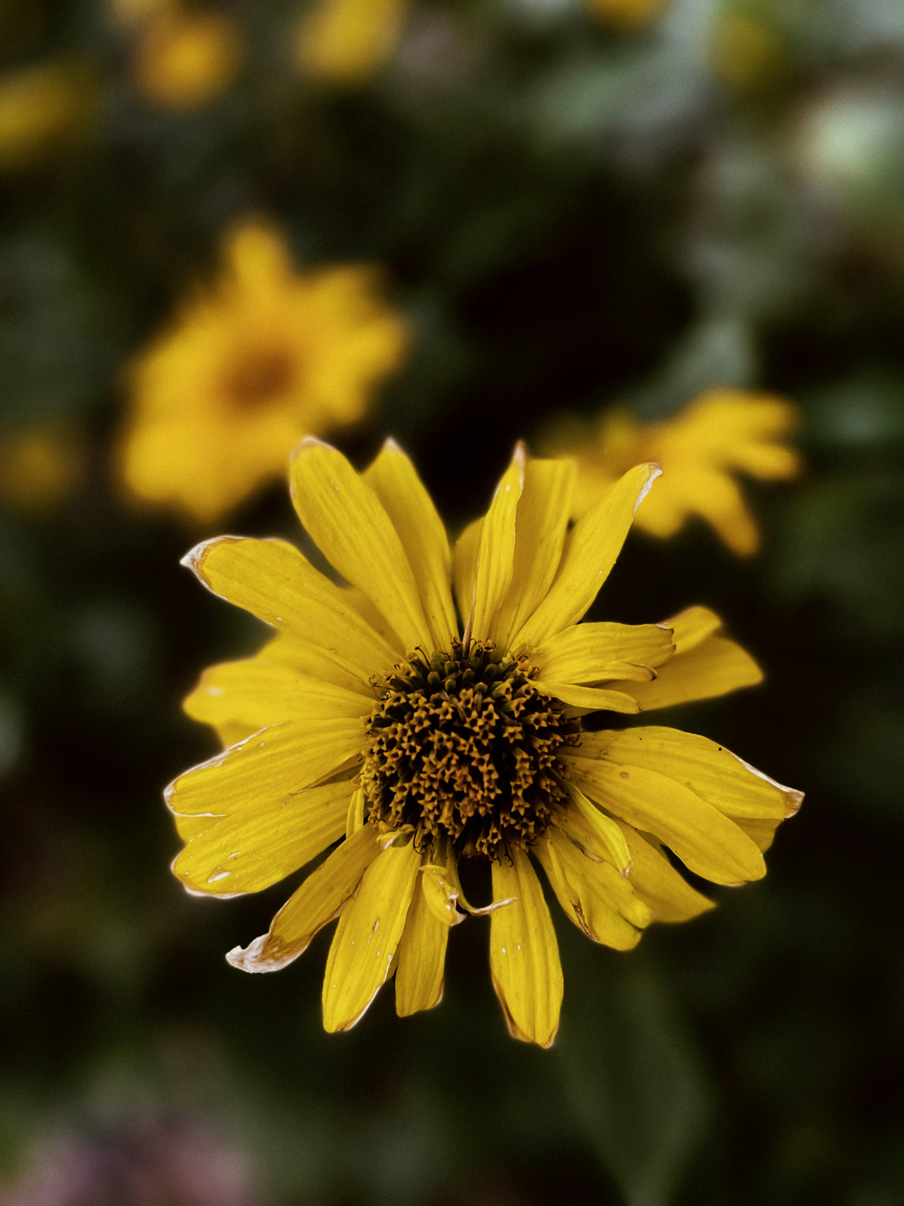 Photo by lexandrasart
