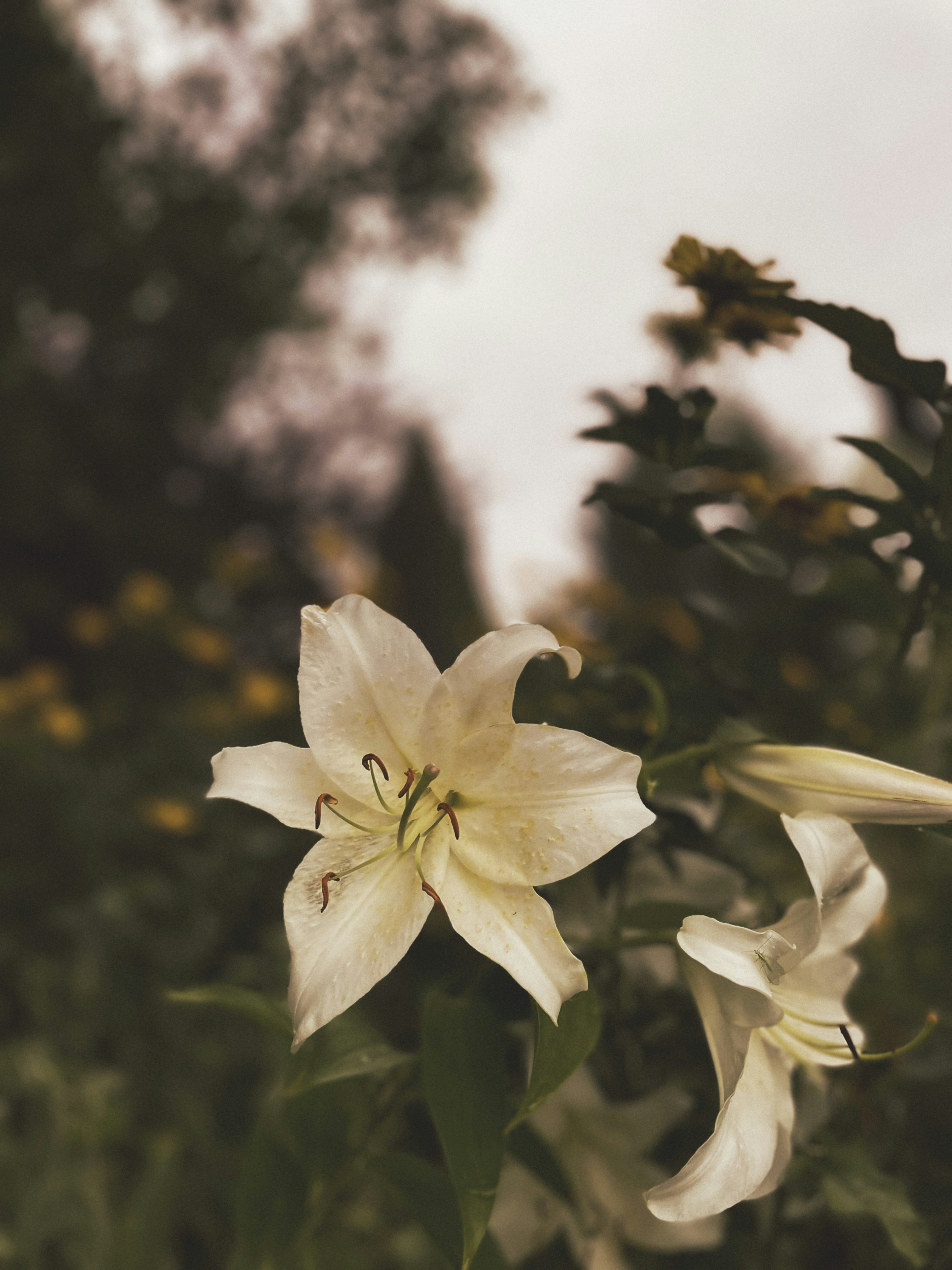 Photo by lexandrasart