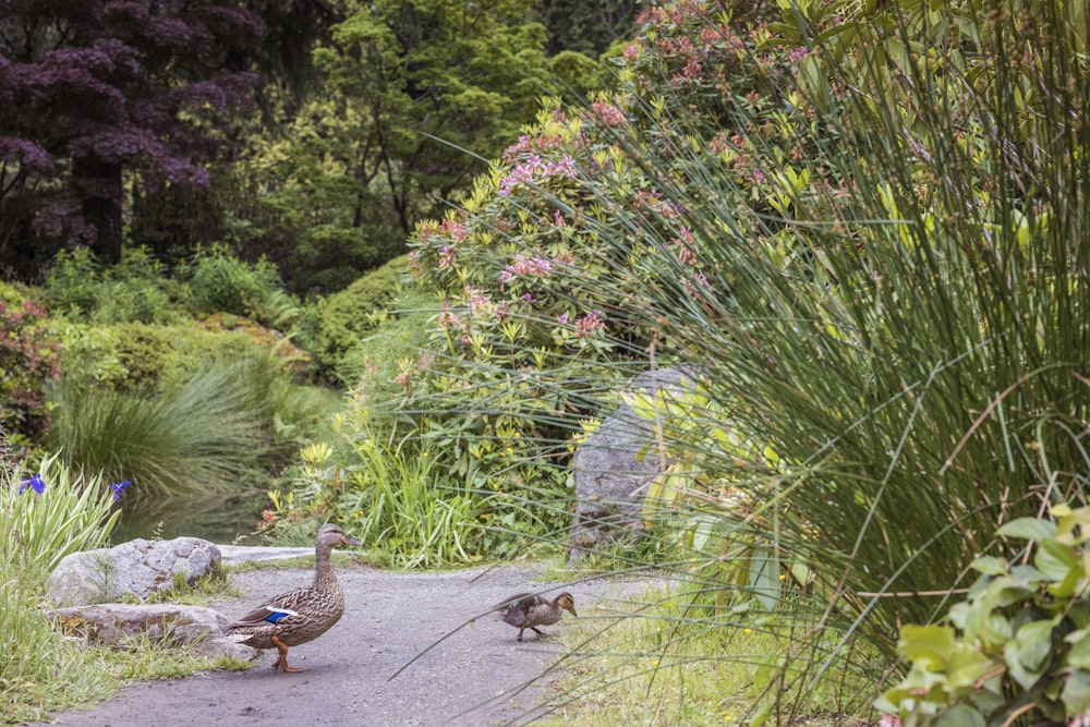 a couple ducks walking on a path