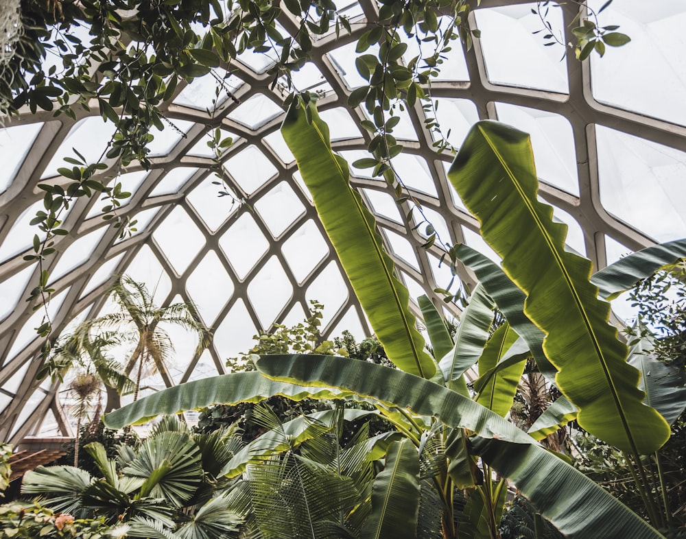 a plant with large leaves