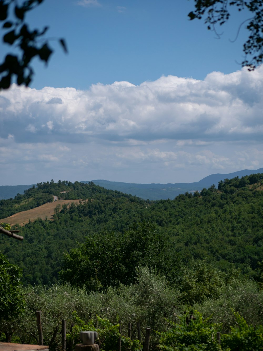 a landscape with trees and hills