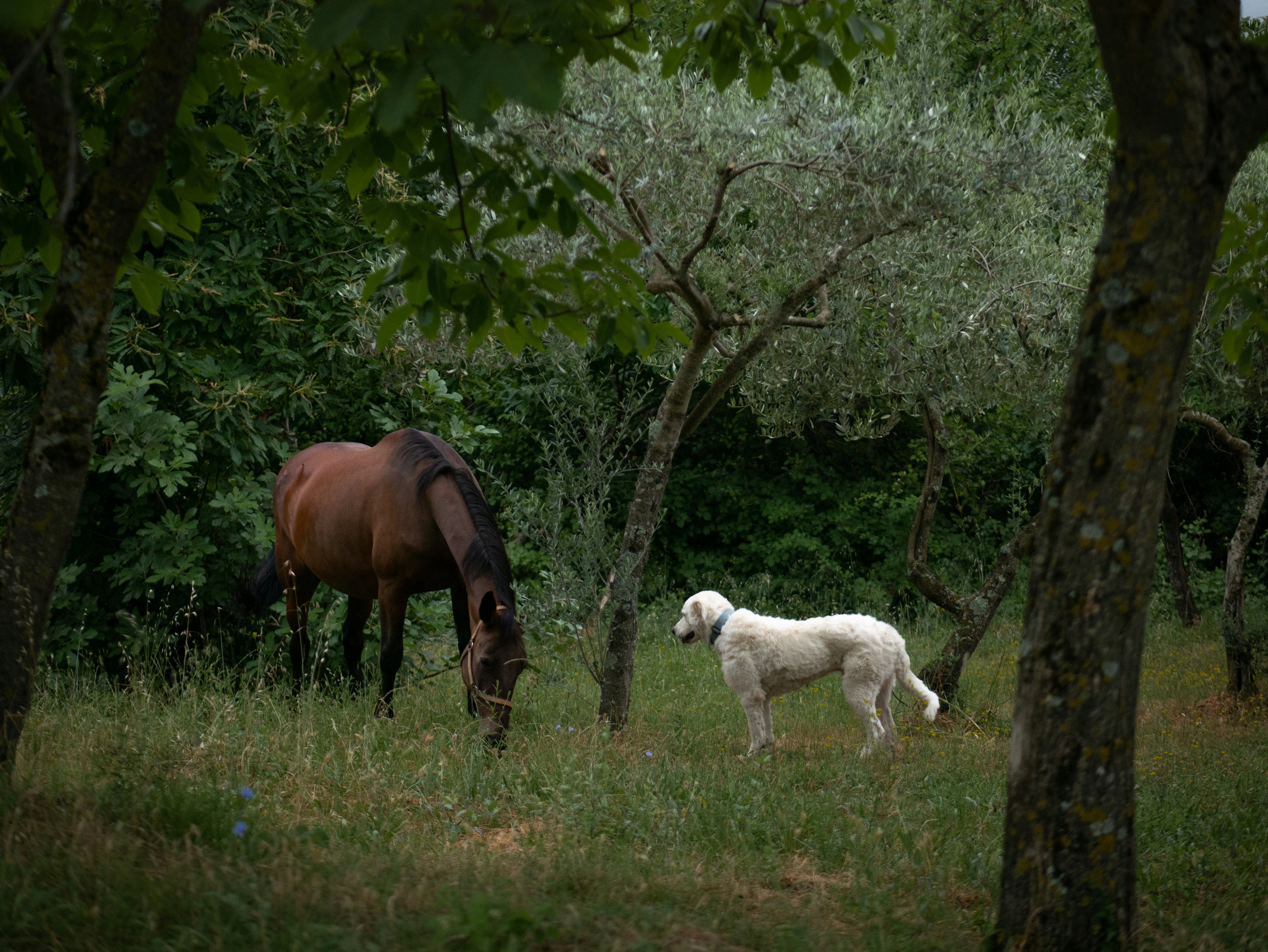 Foto zum Thema Ein Pferd und ein Hund auf einer
