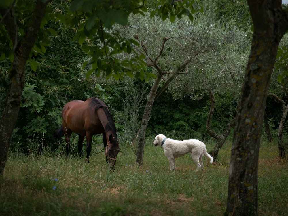 a horse and a dog in a meadow