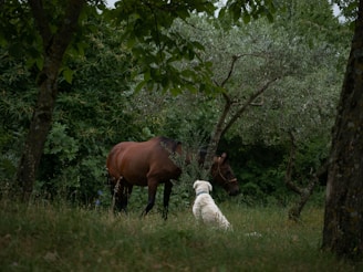 A calm dog and horse resting peacefully together in a sunlit field.
