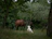 A peaceful scene of a person sitting beside a horse under tall trees, sharing a quiet moment.
