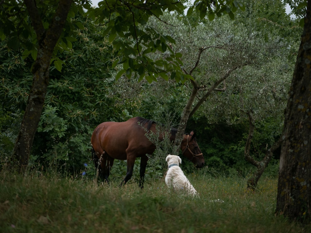 a group of horses stand in a grassy field