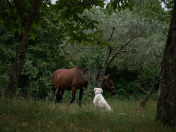 A serene scene in a lush green area features a brown horse grazing amidst trees and foliage, with a white dog sitting in the grass and looking towards the horse. The environment is calm and natural with scattered trees in the background.