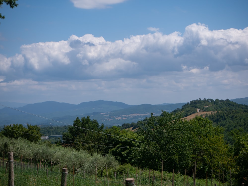 a landscape with trees and mountains in the background