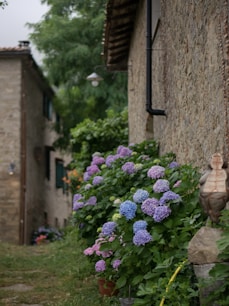 a garden with purple flowers