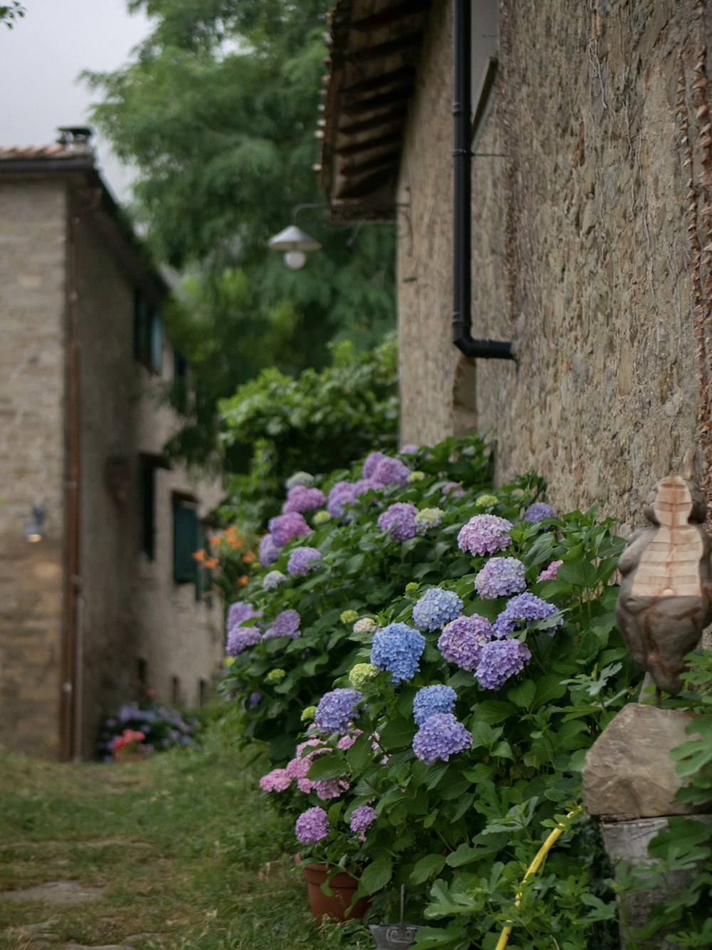 a garden with purple flowers