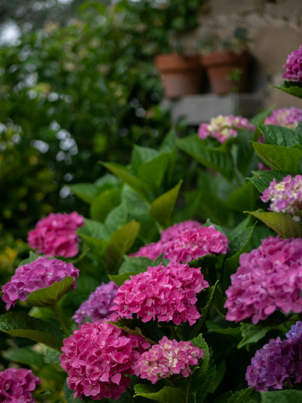 a group of flowers