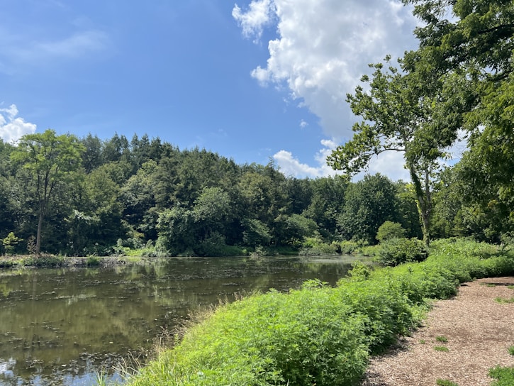 A serene landscape symbolizing mindfulness and clarity.