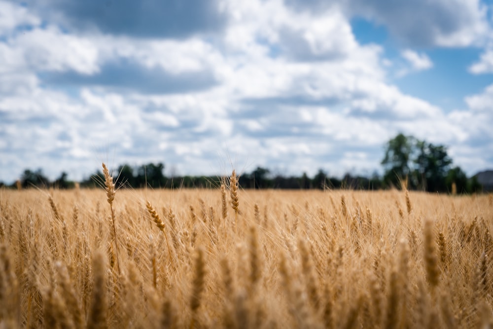 a field of wheat with trees in the background
