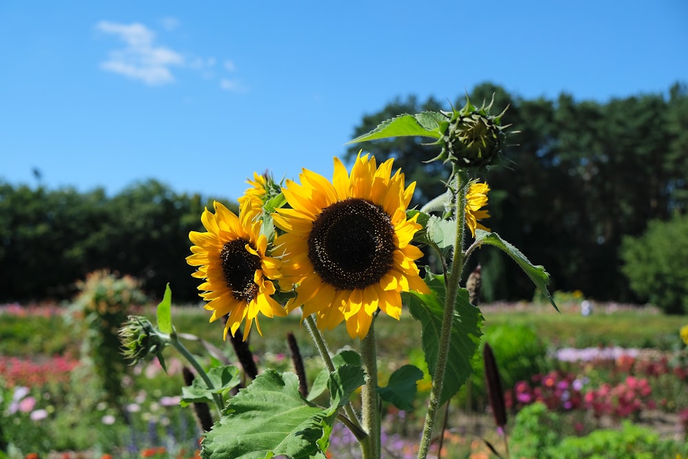 a group of sunflowers