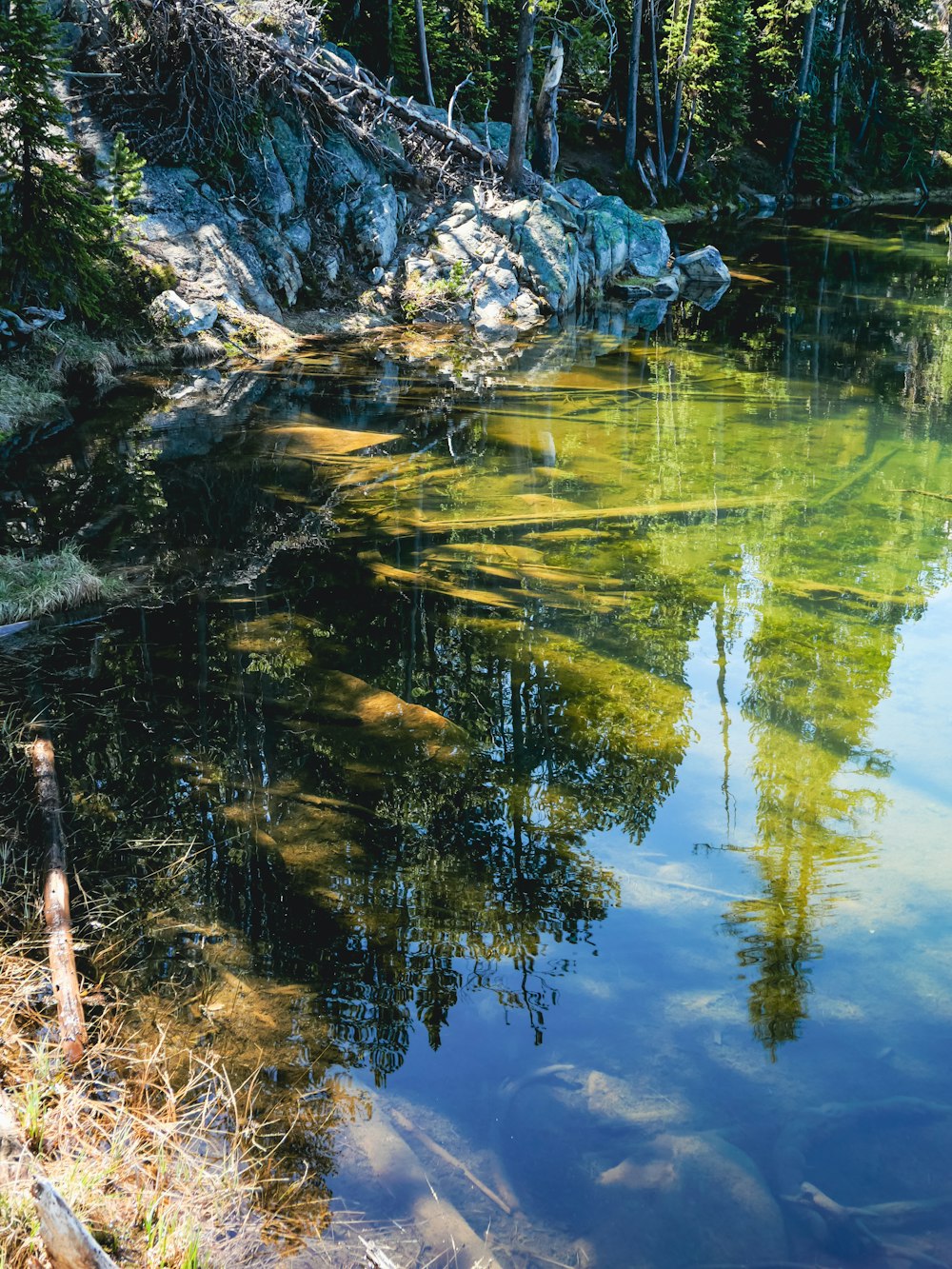 a body of water surrounded by trees