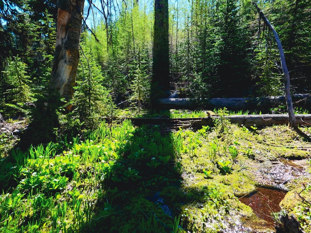 a stream in the woods