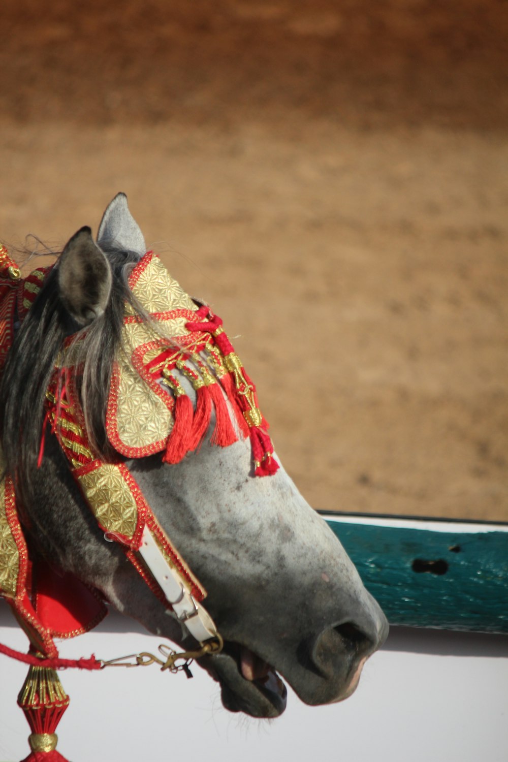 a horse wearing a red and gold scarf