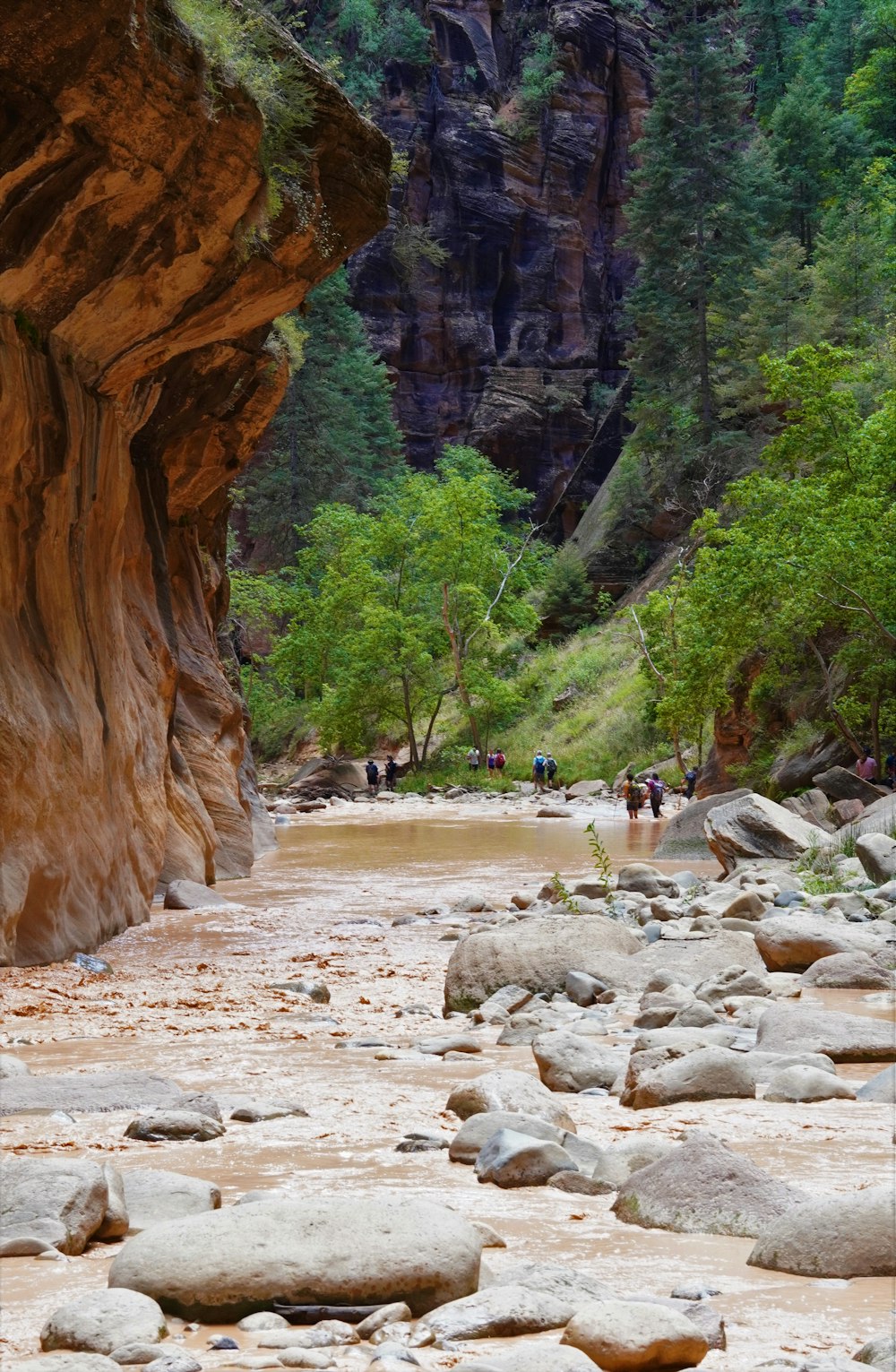 Une rivière avec des rochers et des arbres