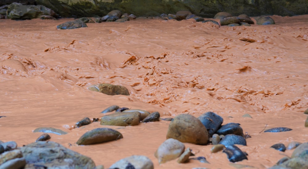 um grupo de focas em uma praia