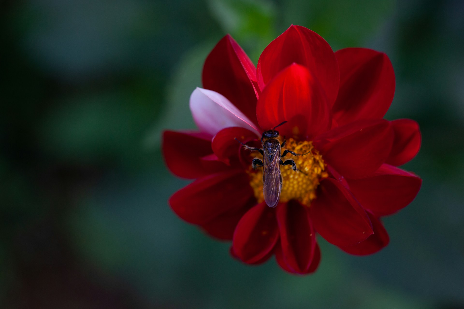 a bee on a red flower