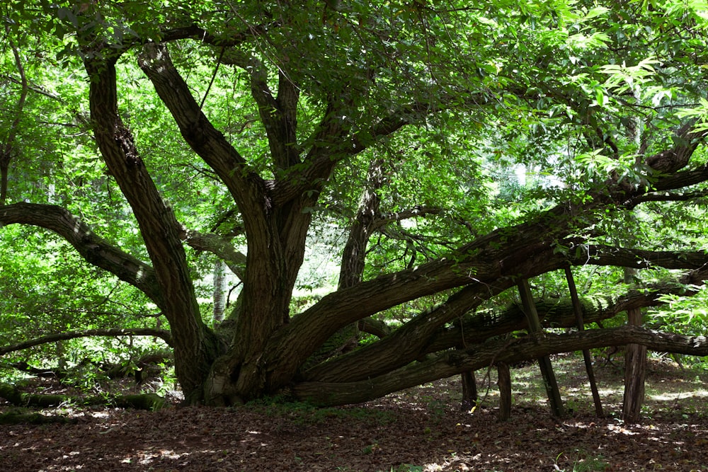 a tree with many branches