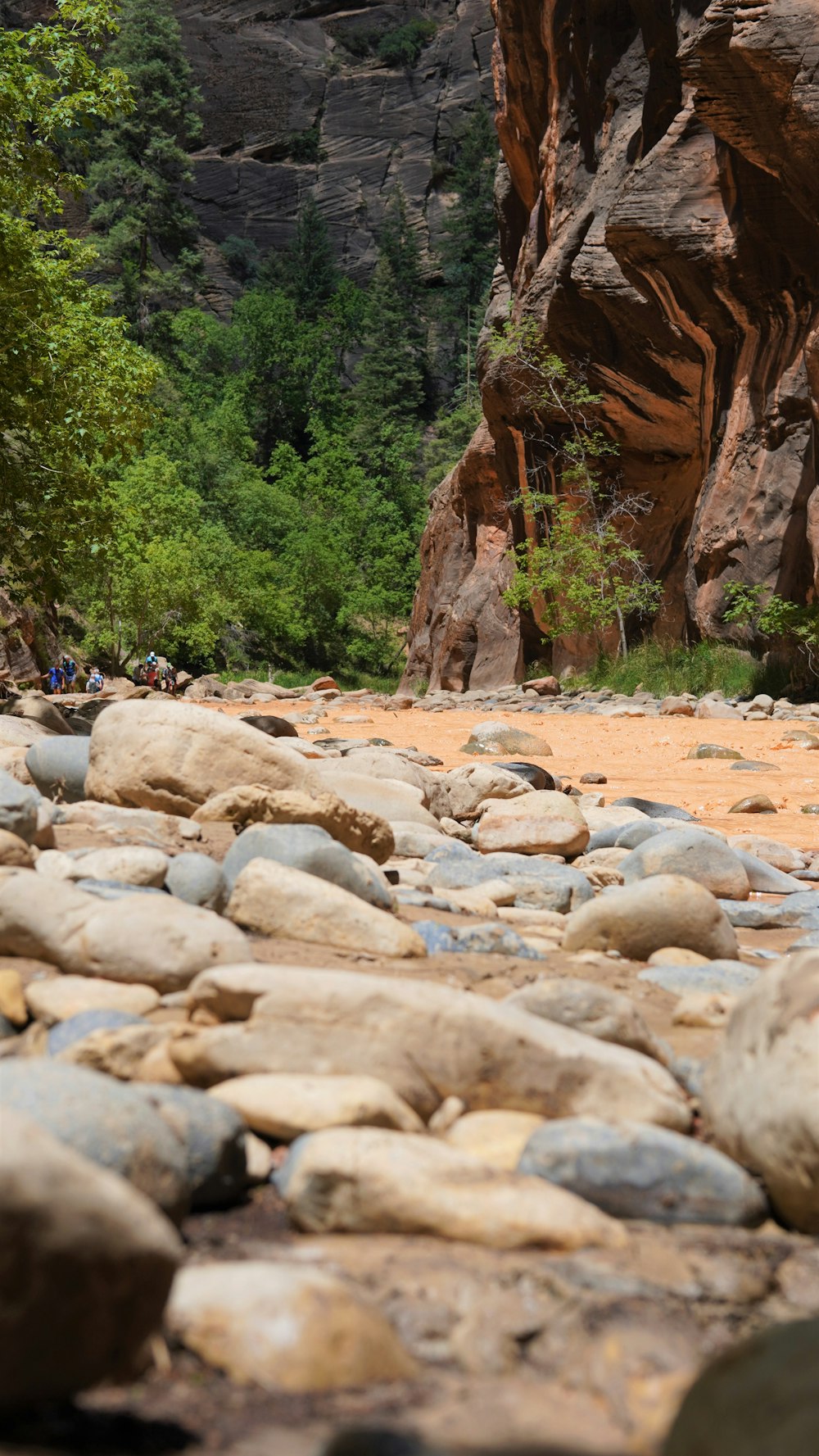 Une rivière avec des rochers et des arbres