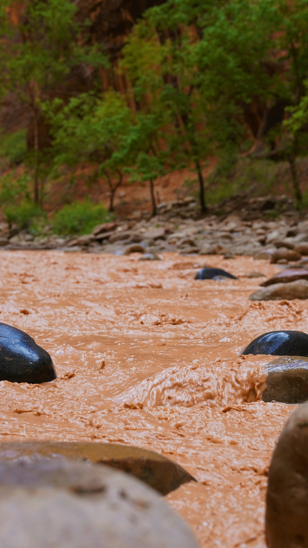 Un fiume con rocce e alberi