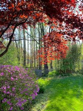 a path with trees and grass on either side of it