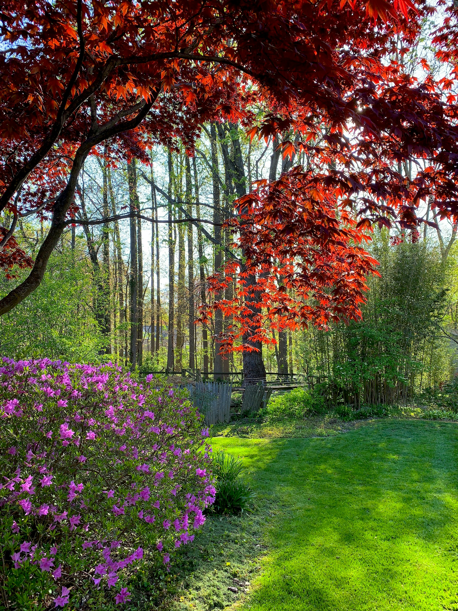 a path with trees and grass on either side of it
