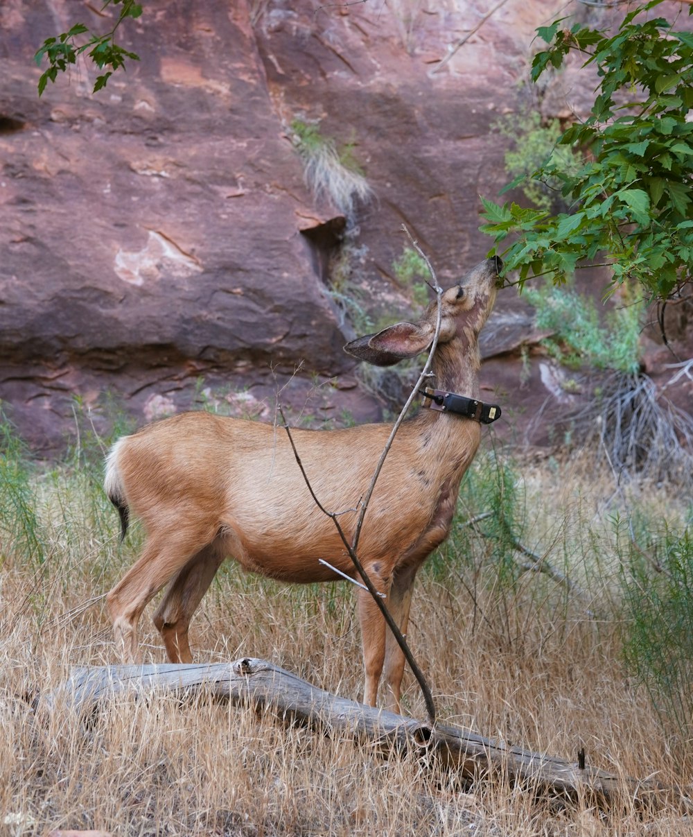 un cerf avec un fusil dans la gueule