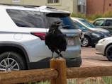 A large black raven is perched on a wooden post in a parking lot. Several cars are parked in the background, including a white SUV. The raven's beak is open, and it appears lively and attentive.