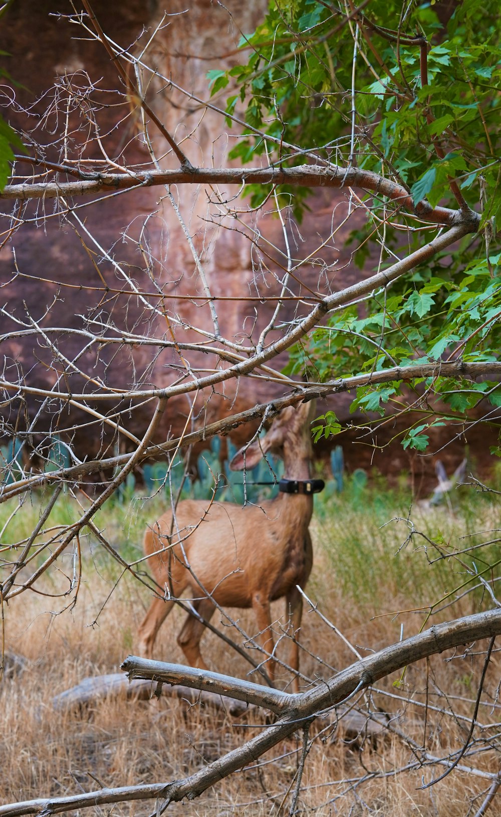 um cervo em uma área cercada