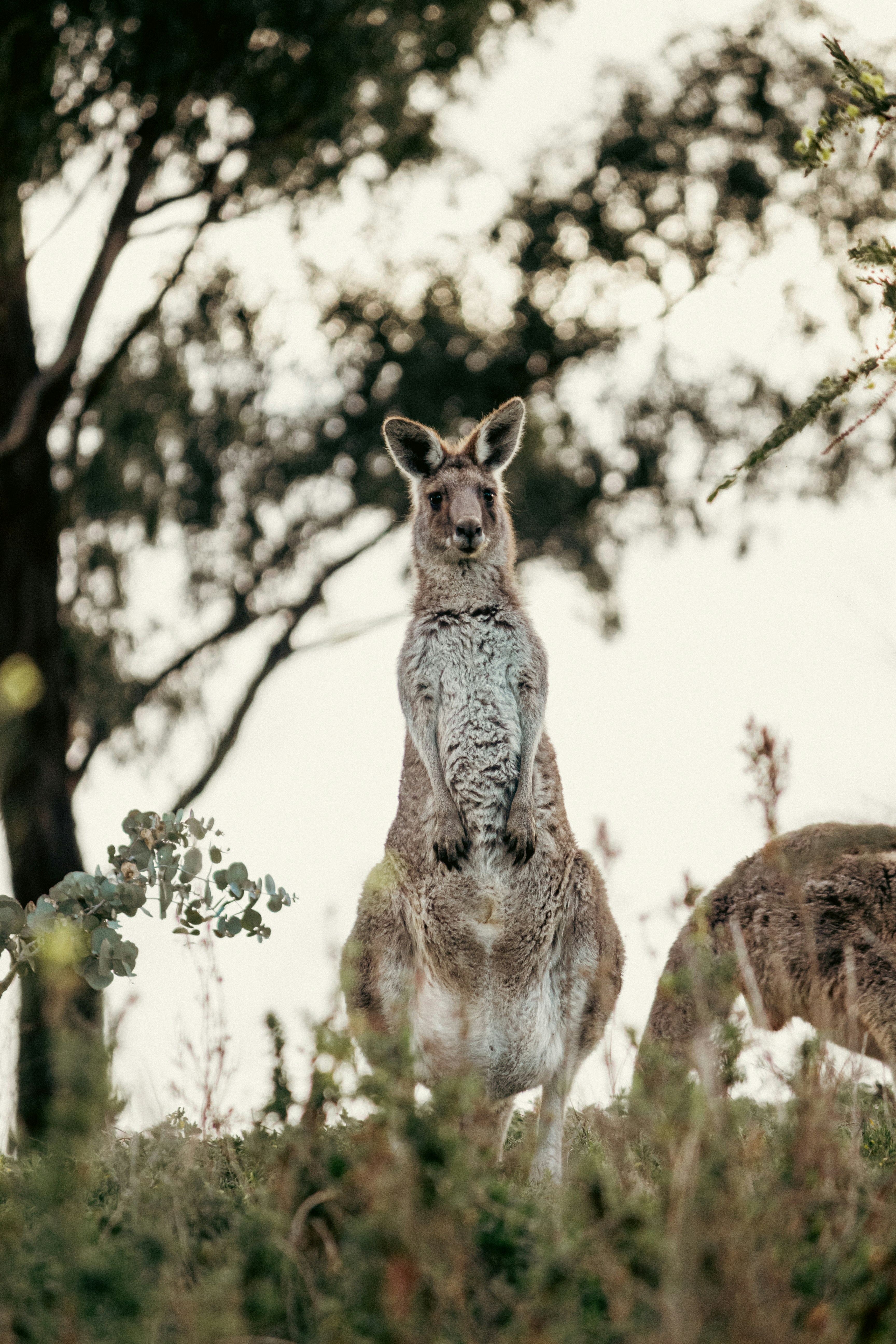 a deer standing in a wooded area