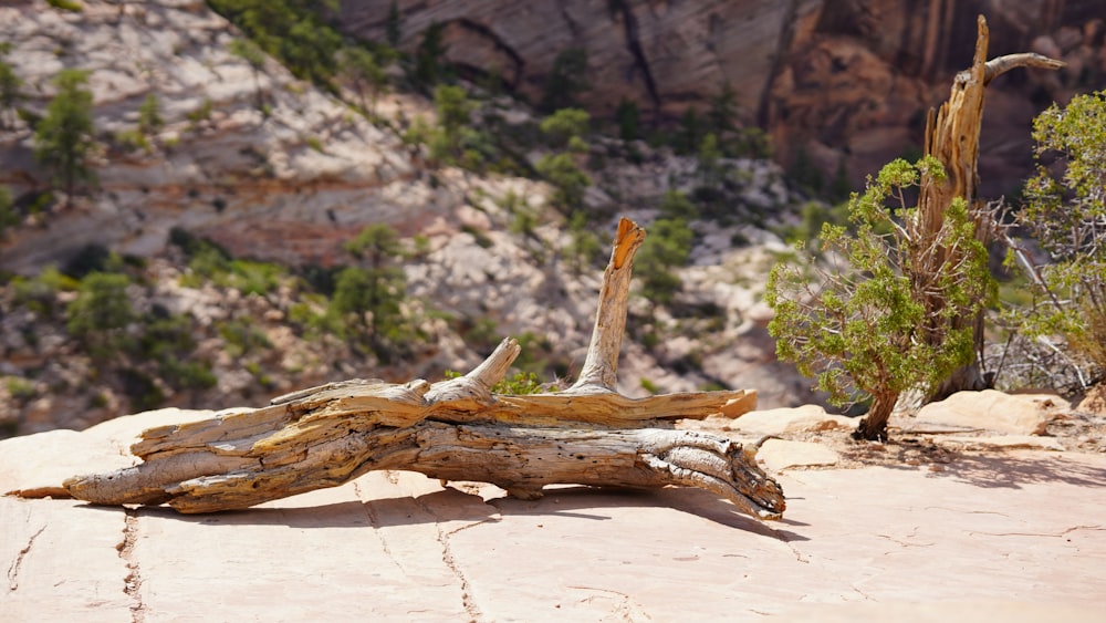 a tree branch on the ground