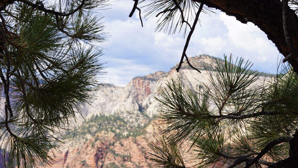 a mountain range with trees