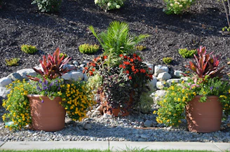 Декоративни саксийни растения, подредени върху алпинеум в Пловдив