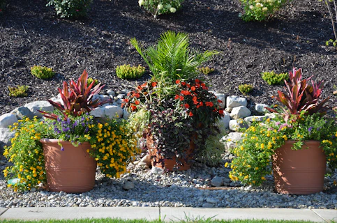 Декоративни саксийни растения, подредени върху алпинеум в Пловдив