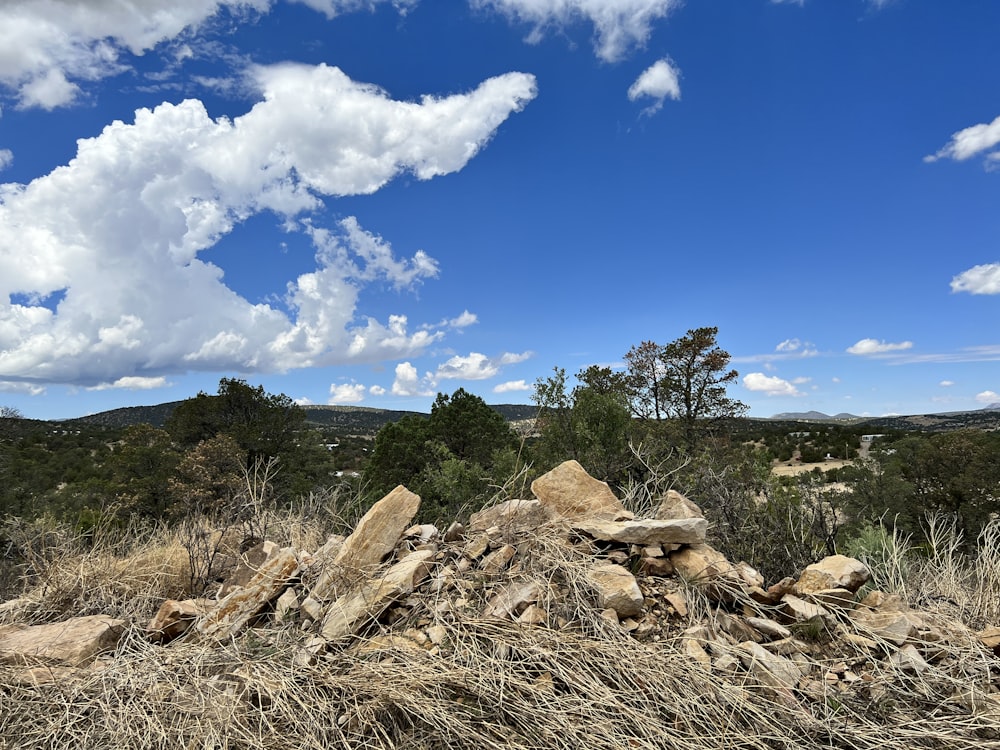 a pile of rocks and trees